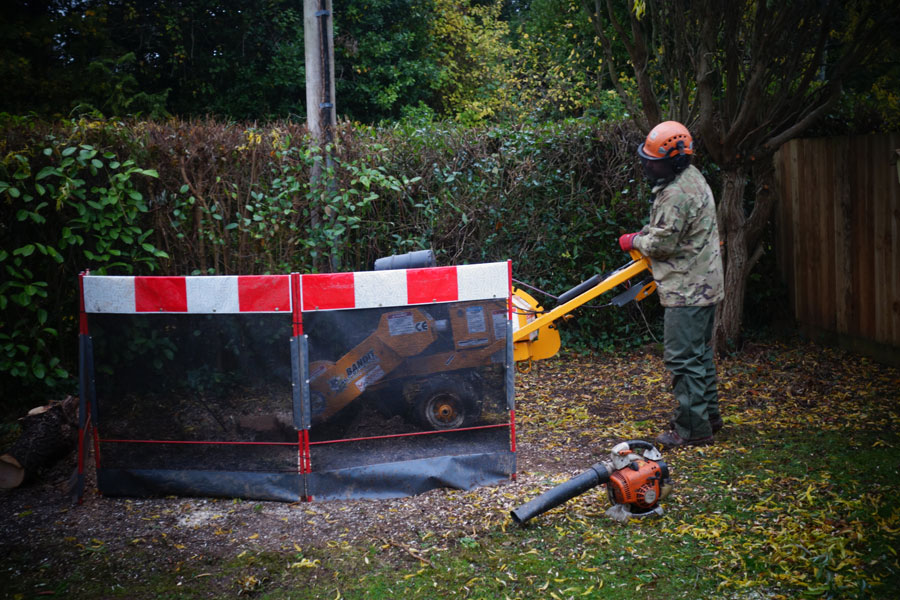Local Tree Service From Expert Tree Surgeon
