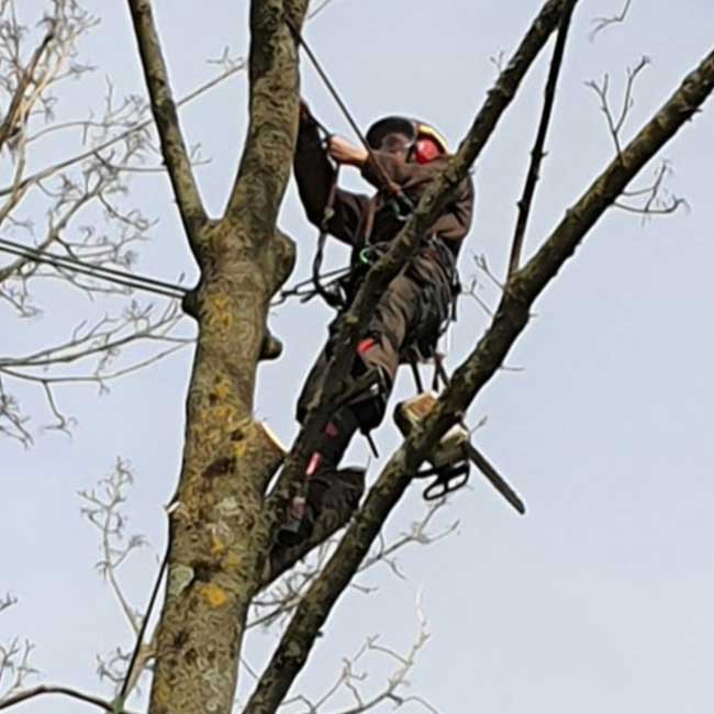 tree surgeon Tiverton