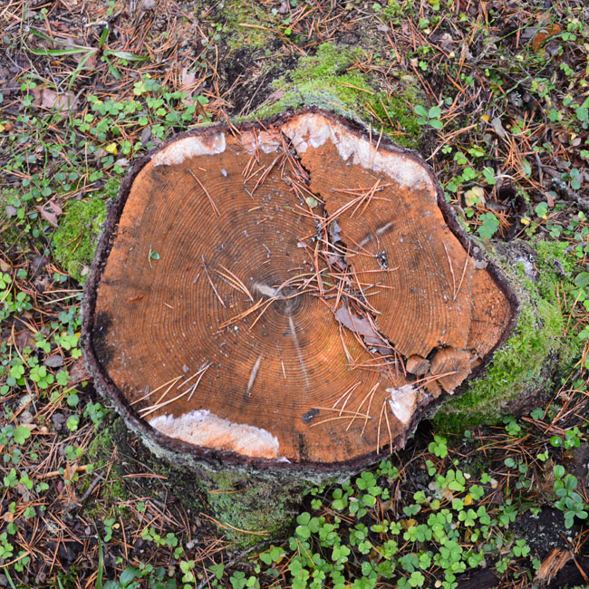 tree stump removal devon